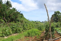 Nuutania : les déchets des détenus transformés en engrais Nuutania : les déchets des détenus transformés en engrais