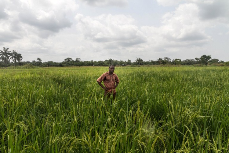 Les rizières "intelligentes" des paysans béninois Les rizières "intelligentes" des paysans béninois