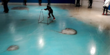 Au Japon, haro sur une patinoire avec vue sur 5.000 poissons congelés