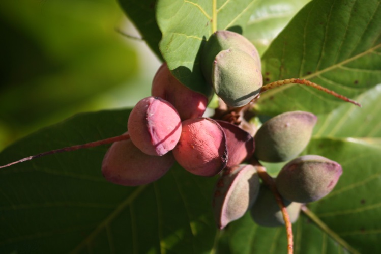 Carnet de voyage - Huahine : Avea, la “plage forêt” Carnet de voyage - Huahine : Avea, la “plage forêt”