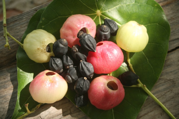 Carnet de voyage - Huahine : Avea, la “plage forêt” Carnet de voyage - Huahine : Avea, la “plage forêt”