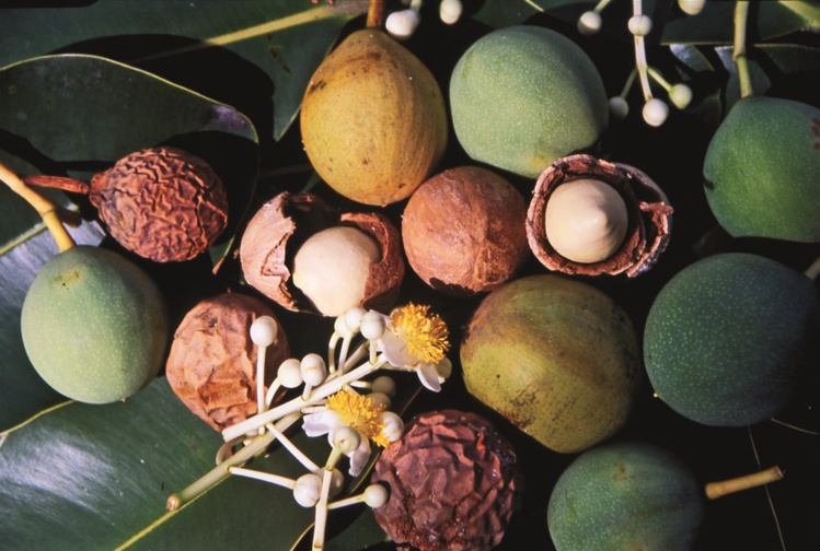 Carnet de voyage - Huahine : Avea, la “plage forêt” Carnet de voyage - Huahine : Avea, la “plage forêt”