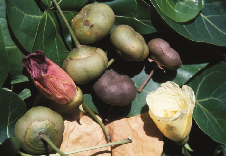 Carnet de voyage - Huahine : Avea, la “plage forêt” Carnet de voyage - Huahine : Avea, la “plage forêt”