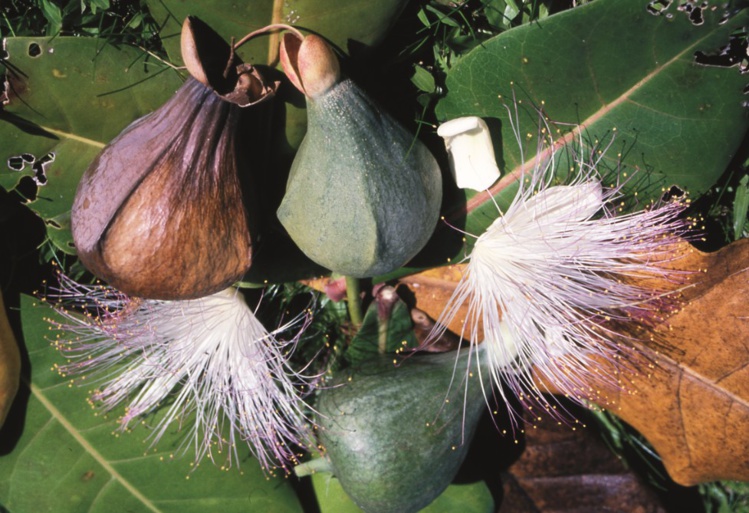 Carnet de voyage - Huahine : Avea, la “plage forêt” Carnet de voyage - Huahine : Avea, la “plage forêt”