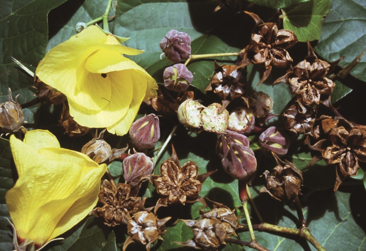 Carnet de voyage - Huahine : Avea, la “plage forêt” Carnet de voyage - Huahine : Avea, la “plage forêt”