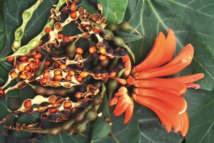 Carnet de voyage - Huahine : Avea, la “plage forêt” Carnet de voyage - Huahine : Avea, la “plage forêt”