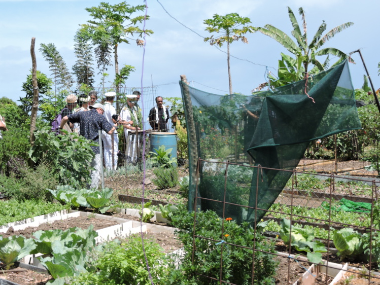 Le jardin partagé situé à côté du CJA de Erima est géré par sept familles. La commune de Arue envisage d'ouvrir un dispositif similaire l'an prochain juste au-dessus du cimetière. Les terrains seront mis à disposition de familles vivant dans les lotissements sociaux. Le jardin partagé situé à côté du CJA de Erima est géré par sept familles. La commune de Arue envisage d'ouvrir un dispositif similaire l'an prochain juste au-dessus du cimetière. Les terrains seront mis à disposition de familles vivant dans les lotissements sociaux.