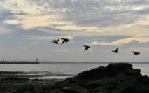 Une flambée de grippe aviaire liée aux oiseaux migrateurs (OIE) Une flambée de grippe aviaire liée aux oiseaux migrateurs (OIE)