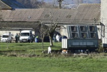 Grippe aviaire: 18.000 canards abattus dans le Tarn, un cas dans les Hautes-Pyrénées