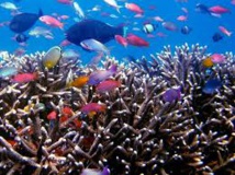 Deux tonnes de coraux et 25.000 poissons tropicaux saisis en Italie