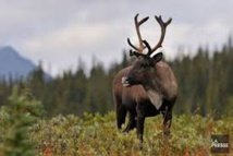 Canada: le caribou et le papillon monarque "en voie de disparition"