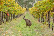 Climat: il y a le feu dans la vigne australienne Climat: il y a le feu dans la vigne australienne
