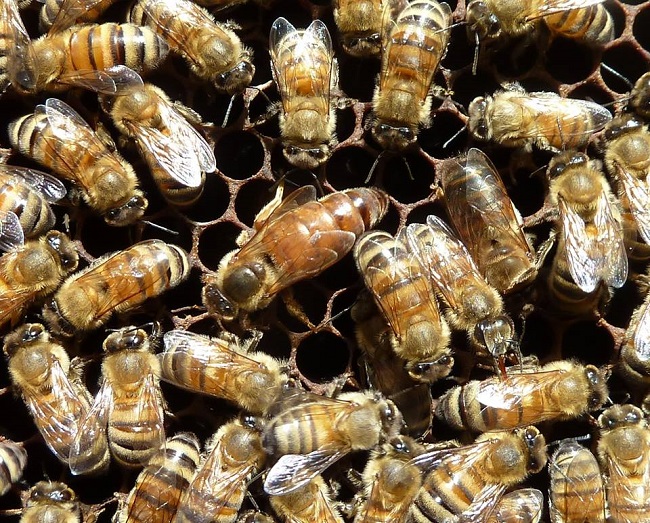 Une étude pour mieux connaître les caractéristiques des miels