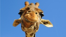 Les girafes menacées d'extinction