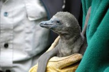 Sept pingouins mystérieusement noyés au zoo de Calgary