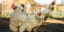 Grippe aviaire: sept foyers confirmés au total dans le Tarn