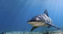 Un homme attaqué par un requin à Takapoto Un homme attaqué par un requin à Takapoto