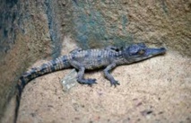 Oscar, bébé crocodile nain du zoo de Mulhouse: un mois et déjà chasseur Oscar, bébé crocodile nain du zoo de Mulhouse: un mois et déjà chasseur