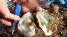 Pour dissuader les voleurs, des huîtres "piégés" avec des étiquettes en plastique
