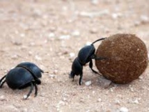 En Australie, des insectes français pour se débarrasser des mouches envahissantes