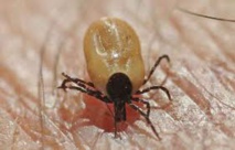 Maladie de Lyme: une étude vante les vertus d'une pommade antibiotique Maladie de Lyme: une étude vante les vertus d'une pommade antibiotique