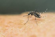 Dengue: Nouméa va appliquer une méthode innovante Dengue: Nouméa va appliquer une méthode innovante
