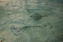 Rétrospective 2016 : les temps forts de janvier