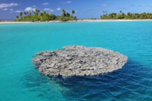 Nouvelle année: Les voeux de la rédaction en langues polynésiennes Nouvelle année: Les voeux de la rédaction en langues polynésiennes