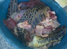 Braconnage de tortue: huit individus interpellés à Bora Bora en flagrant délit