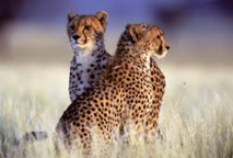 Mobilisation pour sauver les guépards, menacés d'extinction Mobilisation pour sauver les guépards, menacés d'extinction