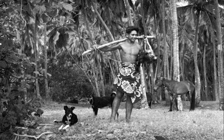 Tahiti, retour de la chasse, vers 1950.