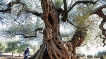 Les oliviers millénaires d'Espagne, ces trésors en danger