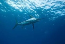 Australie: Un marlin l'entraîne à la mer, un jeune ppecheur miraculé en Australie Australie: Un marlin l'entraîne à la mer, un jeune ppecheur miraculé en Australie
