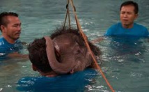 Une piscine pour réapprendre à marcher à un éléphanteau thaï amputé Une piscine pour réapprendre à marcher à un éléphanteau thaï amputé