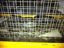 Un vol d'Emirates annulé à cause d'un serpent