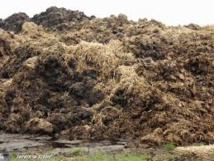 Les tas de fumier, réseaux sociaux des rhinocéros Les tas de fumier, réseaux sociaux des rhinocéros