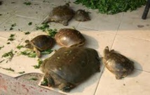 La police indienne sauve 6.000 tortues des griffes de trafiquants