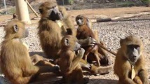 ɨ, æ, ɑ, o, u ... les babouins vocalisent les sons des voyelles