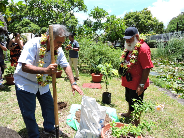 Les deux élus ont planté un pied de 'uru dans les jardins de la mairie de Faa'a. Les deux élus ont planté un pied de 'uru dans les jardins de la mairie de Faa'a.
