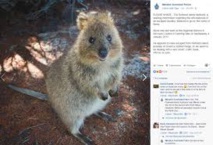 La police australienne recherche Steve, marsupial en cavale La police australienne recherche Steve, marsupial en cavale