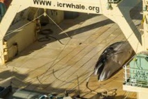 Un baleinier japonais pris sur le fait en Antarctique