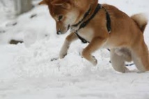 De la neige au goût de jambon affole des chiens slovènes De la neige au goût de jambon affole des chiens slovènes