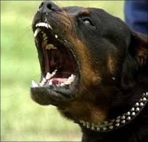 Aisne: un bébé de 14 mois tué par le rottweiler de sa famille Aisne: un bébé de 14 mois tué par le rottweiler de sa famille