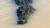 Un Australien tué par un crocodile en traversant à gué une rivière