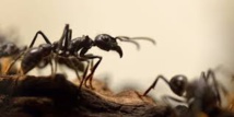 Les fourmis ont un GPS très sophistiqué permettant un guidage même à reculons
