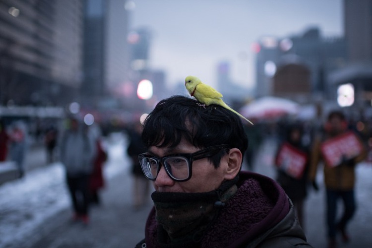 Un homme manifeste le 21 janvier contre le gouvernement à Séoul, un oiseau sur la tête. Photo : Ed JONES / AFP