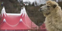 Un chameau échappé d'un cirque capturé sur une route de l'Essonne