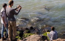 Des dizaines de requins dans des eaux chaudes sur la côte israélienne Des dizaines de requins dans des eaux chaudes sur la côte israélienne