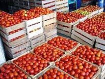 Des chercheurs veulent redonner du goût aux tomates industrielles Des chercheurs veulent redonner du goût aux tomates industrielles