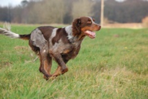 En Auvergne, les chiens s'accouplent et la justice passe En Auvergne, les chiens s'accouplent et la justice passe